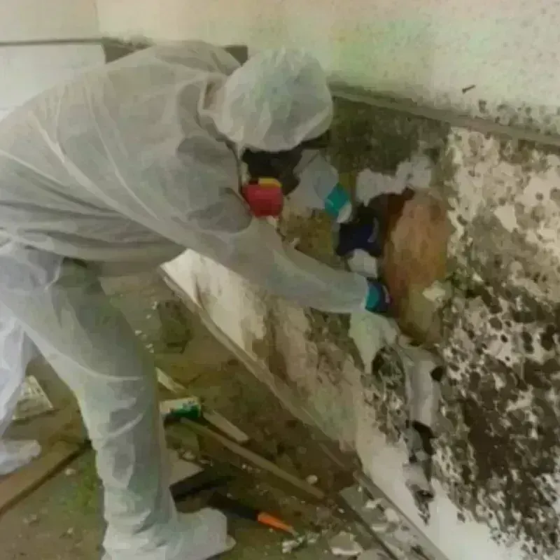 Mold Remediation and Removal in Ciales, PR